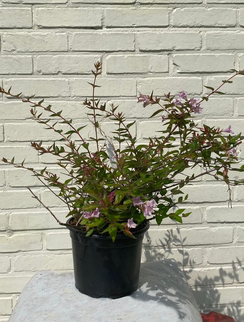 Abelia grandiflora ‘Edward Goucher’ 25-30 cm im Topf