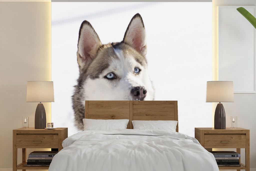 MuchoWow Fototapete für Wohnzimmer oder Schlafzimmer Wandtapete Vinyl Motivtapete Sibirischer Schlittenhund im Schnee - 280x280 cm - Hintergrund...