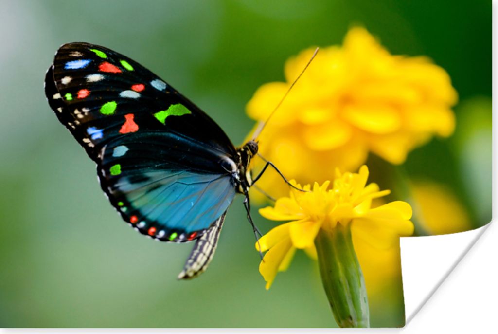 MuchoWow Poster Schmetterling - Blume - Tier - Insekt 120x80 cm - Bilder