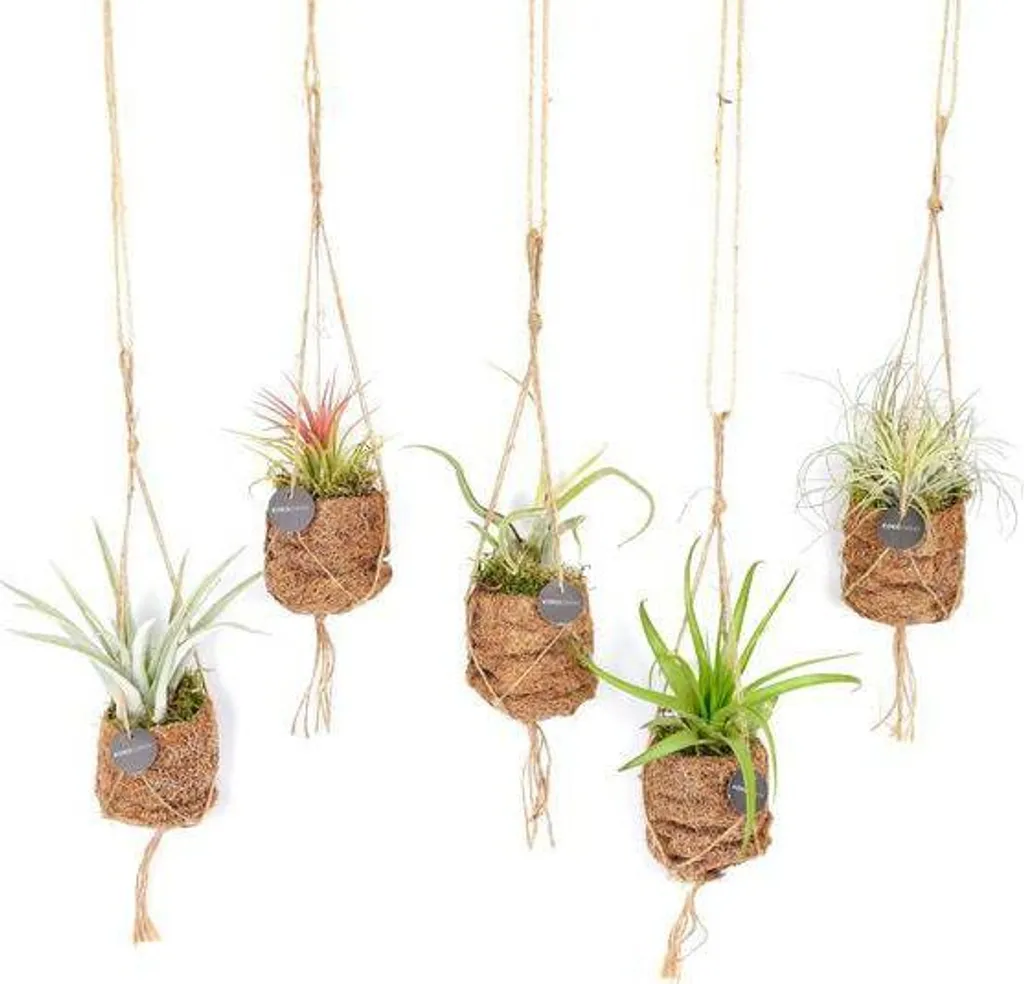 Plante aérienne Tillandsia : fini le rempotage avec ce lot Kokodama
