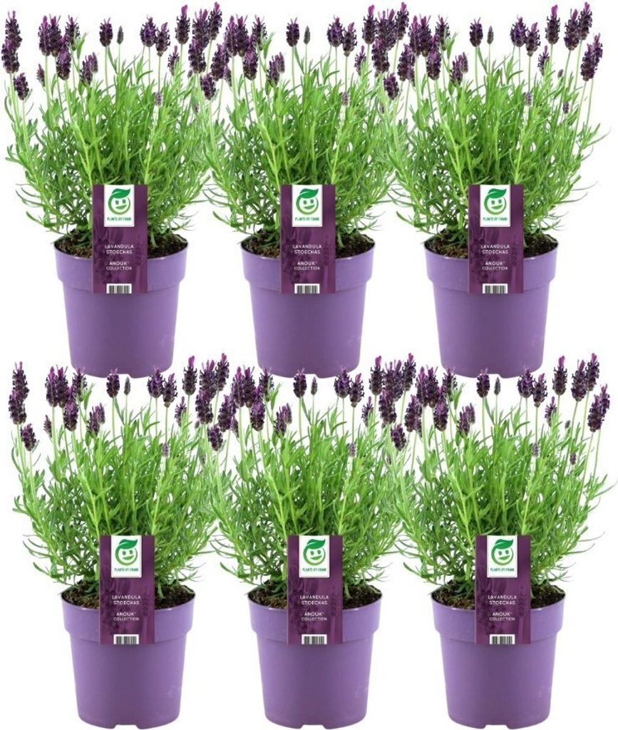 6er Set Französischer Lavendel | Schopflavendel | 6 x Lavandula stoechas Anouk 13 cm Topf - Lavendel Pflanze Winterhart