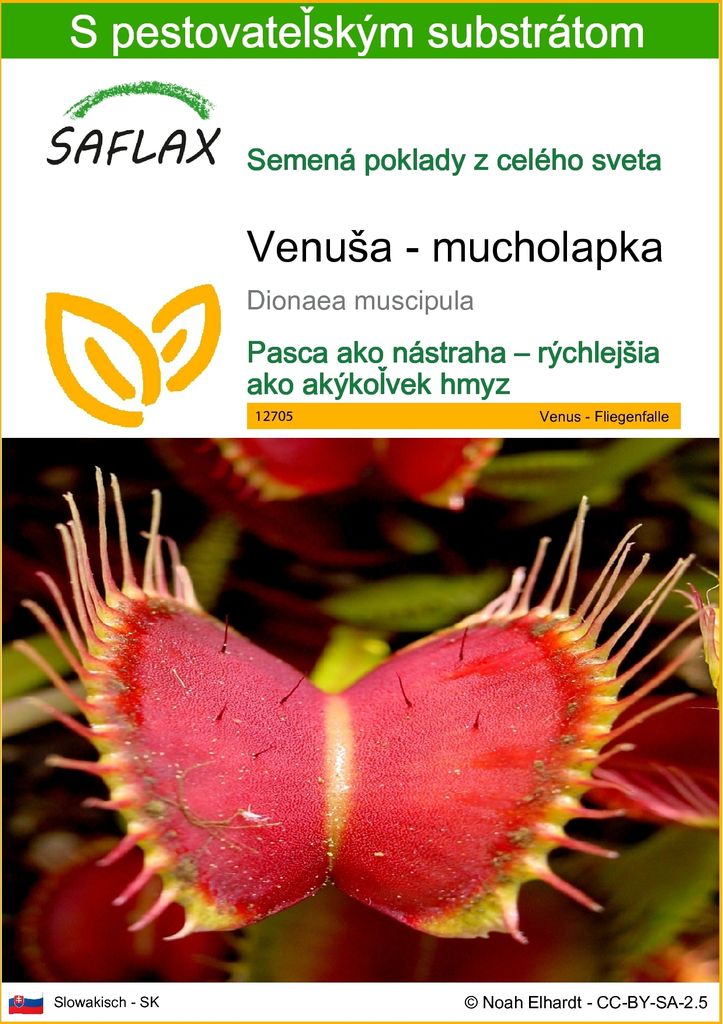 SAFLAX - Venuša - mucholapka - Dionaea muscipula - 10 Obrázok produktu 