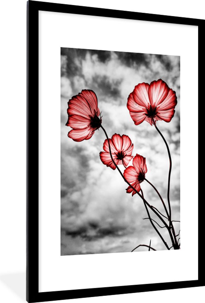 MuchoWow MuchoWow Gerahmtes Poster Blumen - Schwarz - Weiß - Rot 60x90 cm - Poster mit zchwarzem Bilderrahmen - Dekoration - Wandposter Wohnzi...