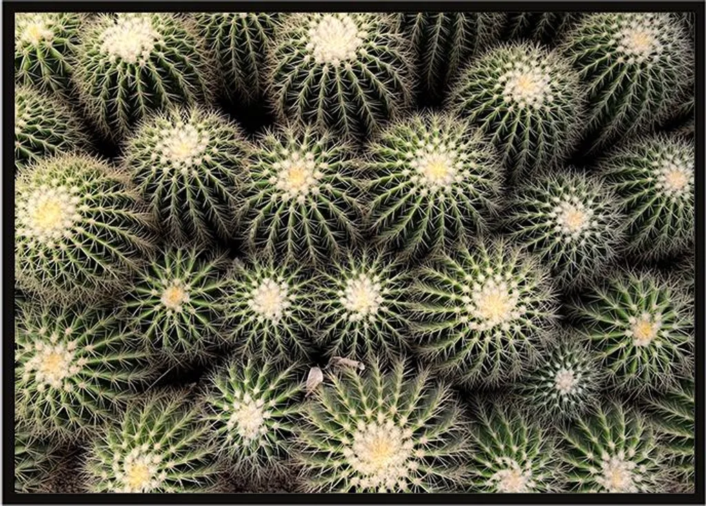 Tableau Encadré Cactus P1058 53x73 cm : Art Mural pour Salon Moderne