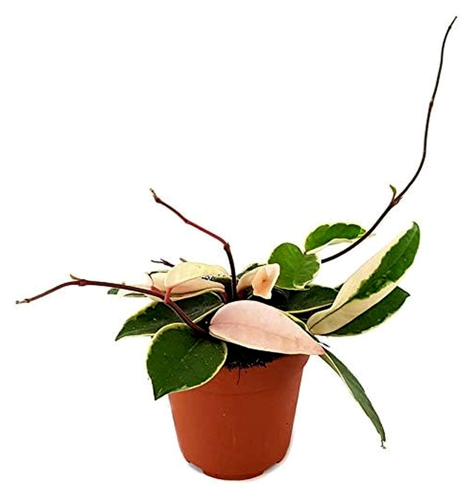 Hoya carnosa Krimson Queen - hängende Zimmerpflanze, auch Wachsblume oder Porzellanblume genannt - pflegeleichte Pflanze für das Wohnzimmer mit a...