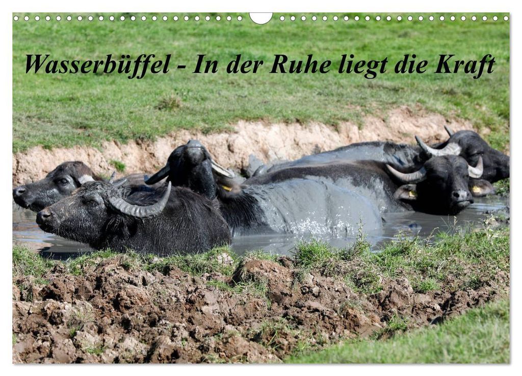 Wasserbüffel - In der Ruhe liegt die Kraft (Wandkalender 2027 DIN A3 quer), CALVENDO Monatskalender