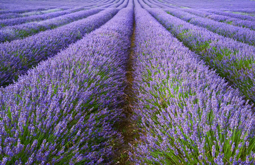 1000 Samen Echter Lavendel (Lavandula angustifolia) – Produktbild 