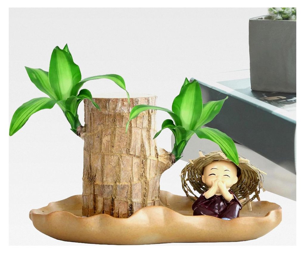 Brasilianische Holzpflanze für Hydrokultur, Sprossen, Baumstumpf, Topfpflanze für den Innenbereich, ideal für den Schreibtisch