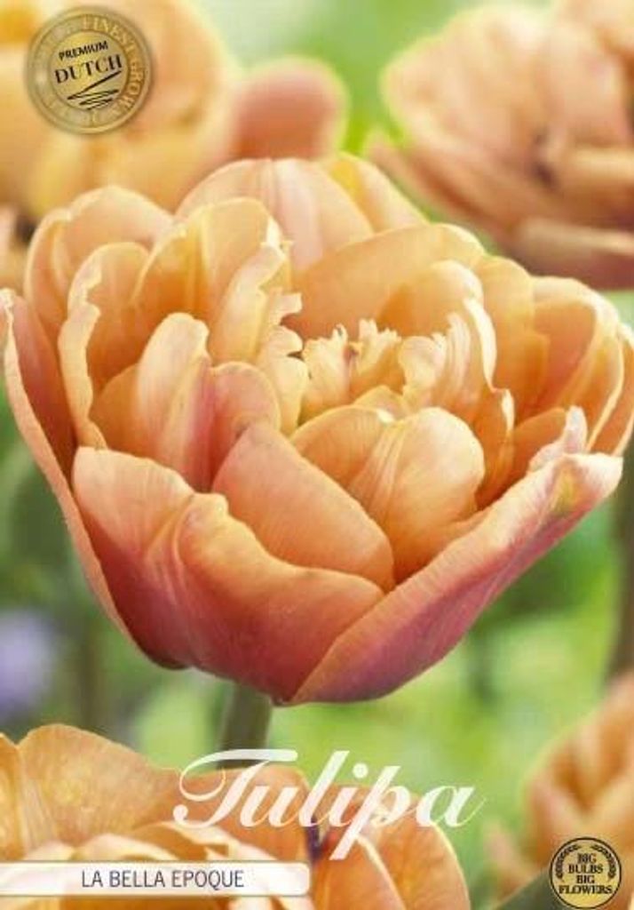 Tulpe La Belle Epoque (premium) (5 Stück) | Tulpenzwiebeln von Sam van Schooten