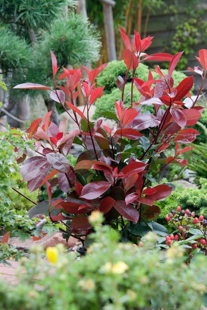 Photinia fraseri 'Red Robin', Glanzmispel, rot, 6080 cm