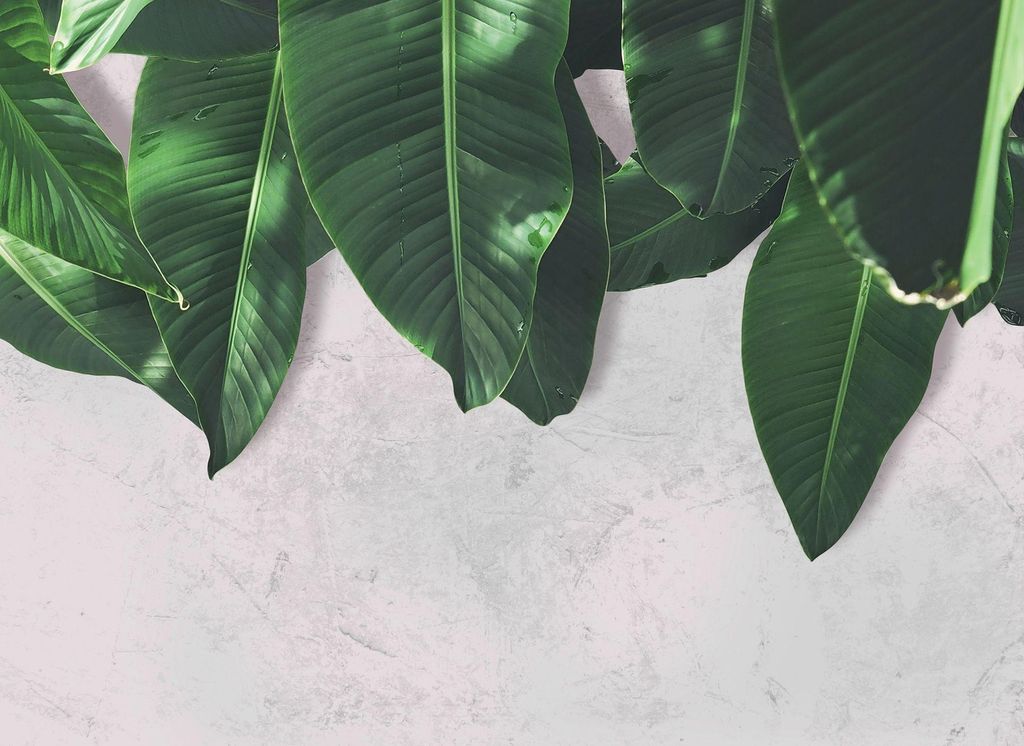 Beton Fototapete mit Palmenblättern | Urban Jungle Tapete mit Bananenblättern in Grau Grün | Moderne Palmen Fototapete i