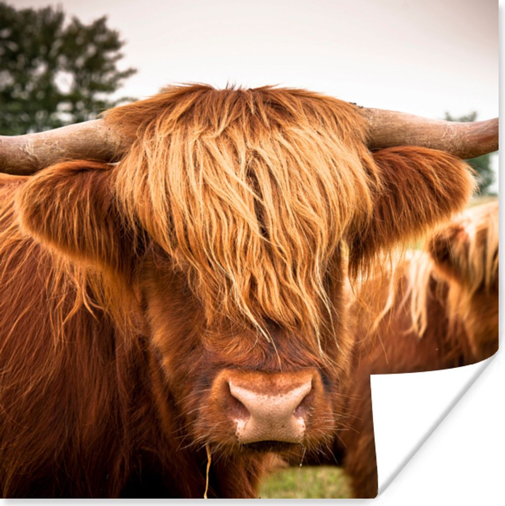 MuchoWow Poster Schottische Highlander - Braun - Gras 75x75 cm - Wand Dekoration