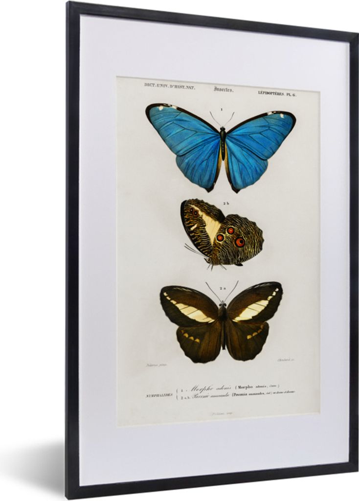 MuchoWow MuchoWow Gerahmtes Poster Schmetterling - Vintage - Insekten 40x60 cm - Poster mit zchwarzem Bilderrahmen - Poster in Rahmen