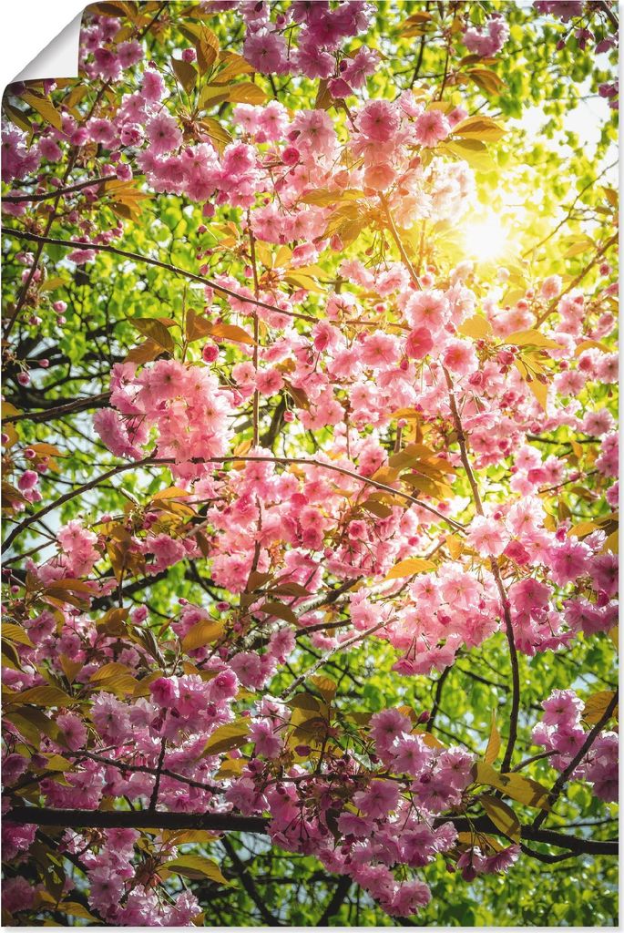 ARTland Poster Japanische Kirschblüte Größe: 40x60 cm