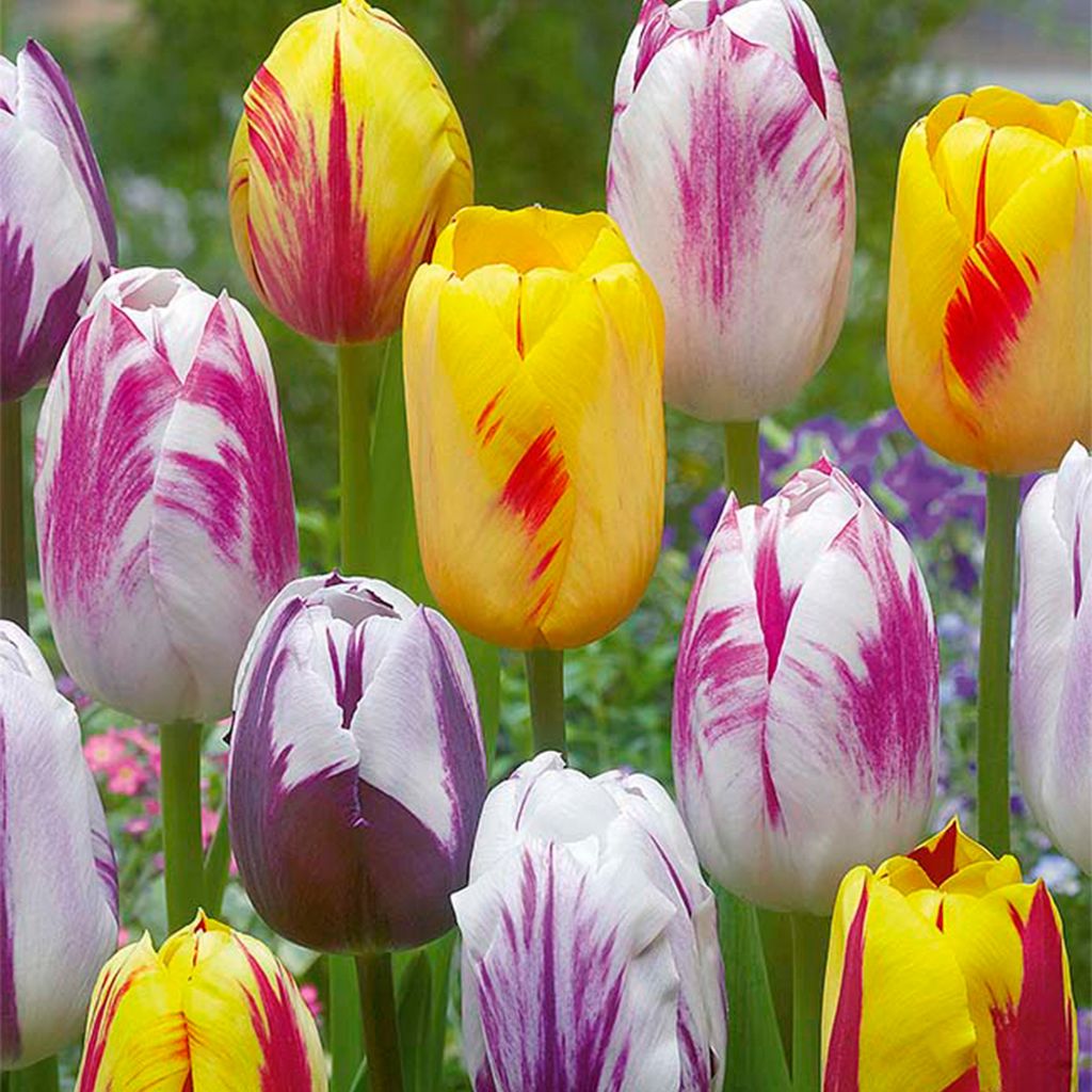 Bloomique - Mélange de 20 - Tulipa Rembrandt Mix - Bulbes Image du produit 