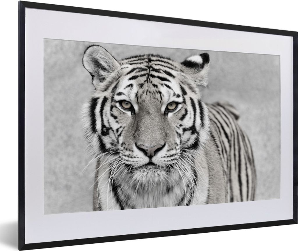MuchoWow Gerahmtes Poster Tiger - Natur - Schwarz - Weiß 60x40 cm - Poster mit Schwarzem Bilderrahmen Wandposter Rahmen Foto Bilder - Schlafzimm...