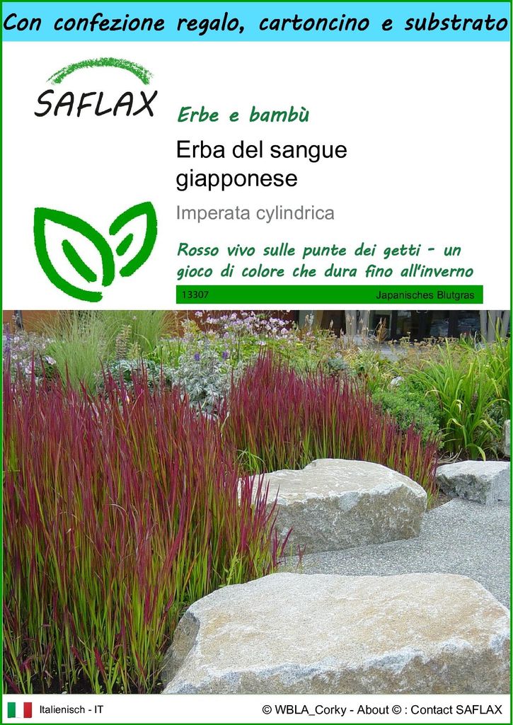 SAFLAX Set regalo - Erba del sangue giapponese - 50 semi - Immagine del prodotto 