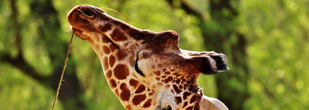hansepuzzle 84336 - Giraffe Puzzle, 1050 Teile, Natur, 60,0 x 46,0cm mit hochwertiger Aufbewahrung, Kartonbox und wiederverschließbarem Beutel
