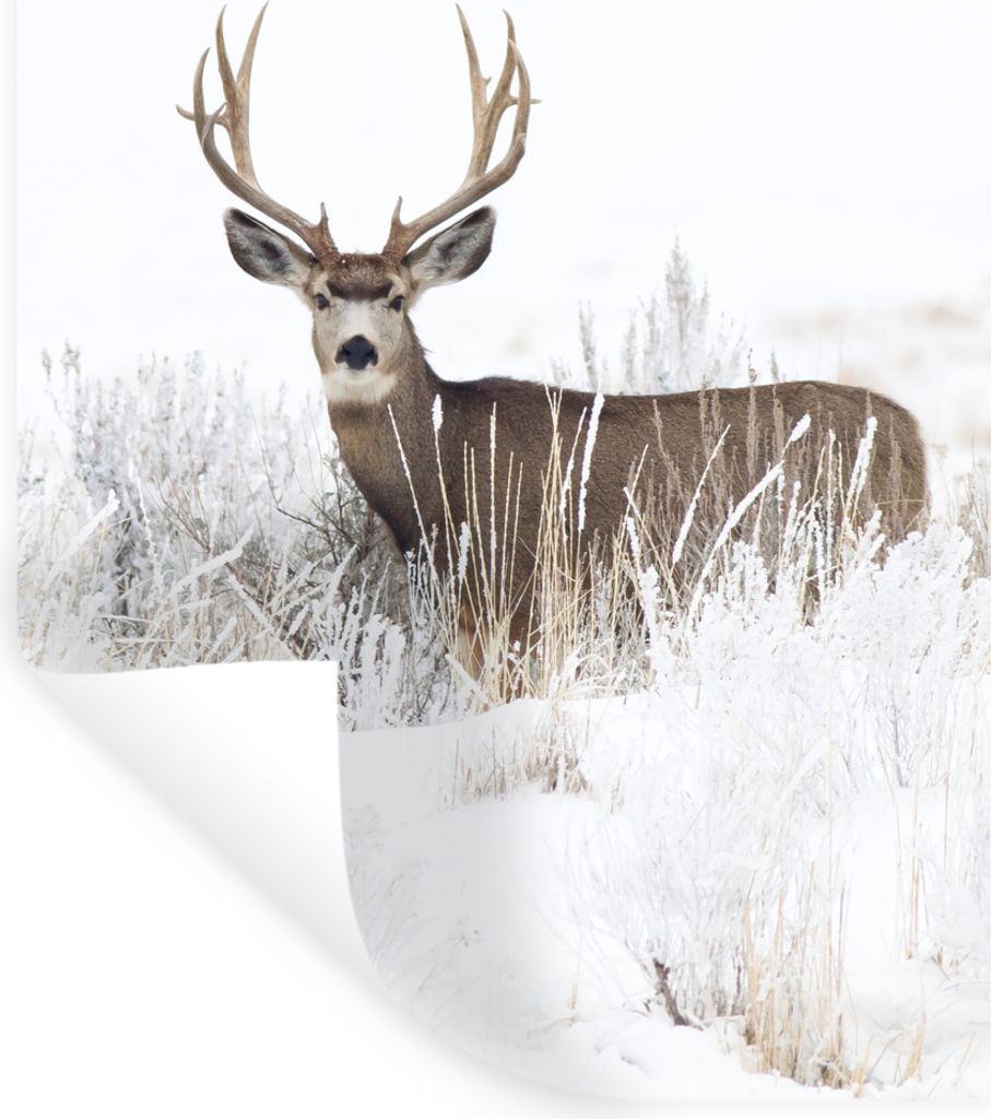 MuchoWow Wandtattoo Wandsticker Wandaufkleber Hirsche - Winter - Schnee - Tiere - Jahreszeiten - Weiß 60x90 cm Selbstklebend und Repositionierba...