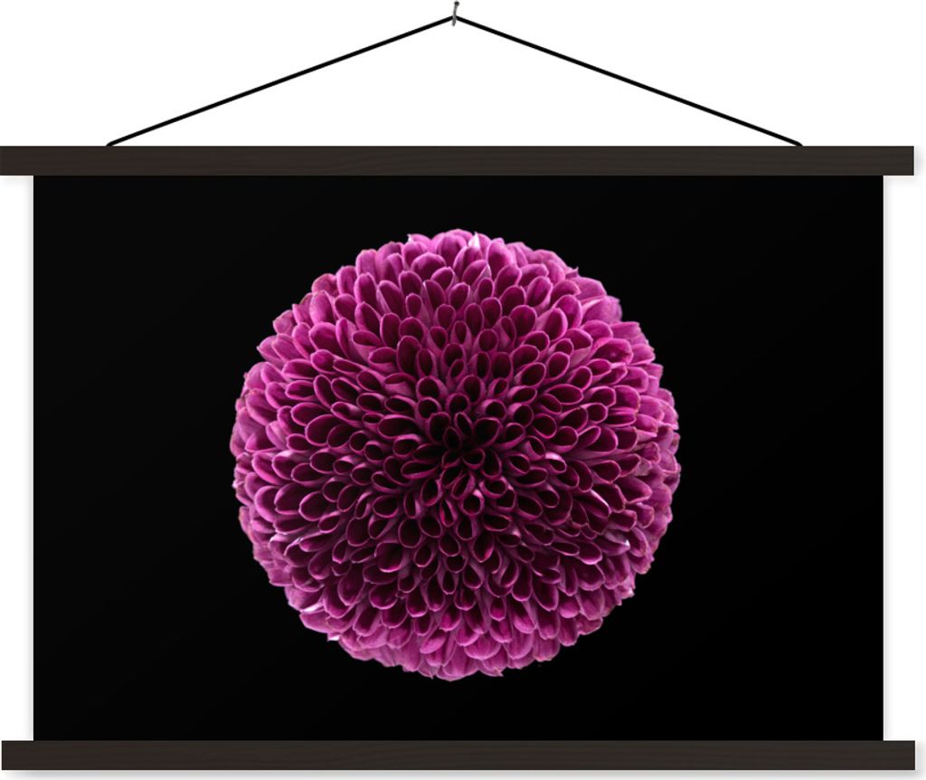 MuchoWow Textilposter Eine kugelförmige lila Chrysanthemenblüte auf schwarzem Hintergrund 150x100 cm mit schwarzem Rahmen - Schlafzimmer