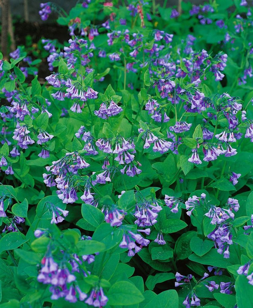 Mertensia virginica, Virginischer Blaustern, blau, ca. 9x9 cm Topf