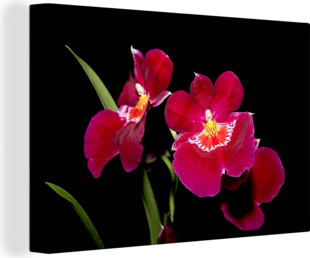 OneMillionCanvasses - Leinwandbilder - 140x90 cm, Rote Orchideen vor einem schwarzen Hintergrund, Wandbilder Kunstdruck Wanddekoration - Foto auf...
