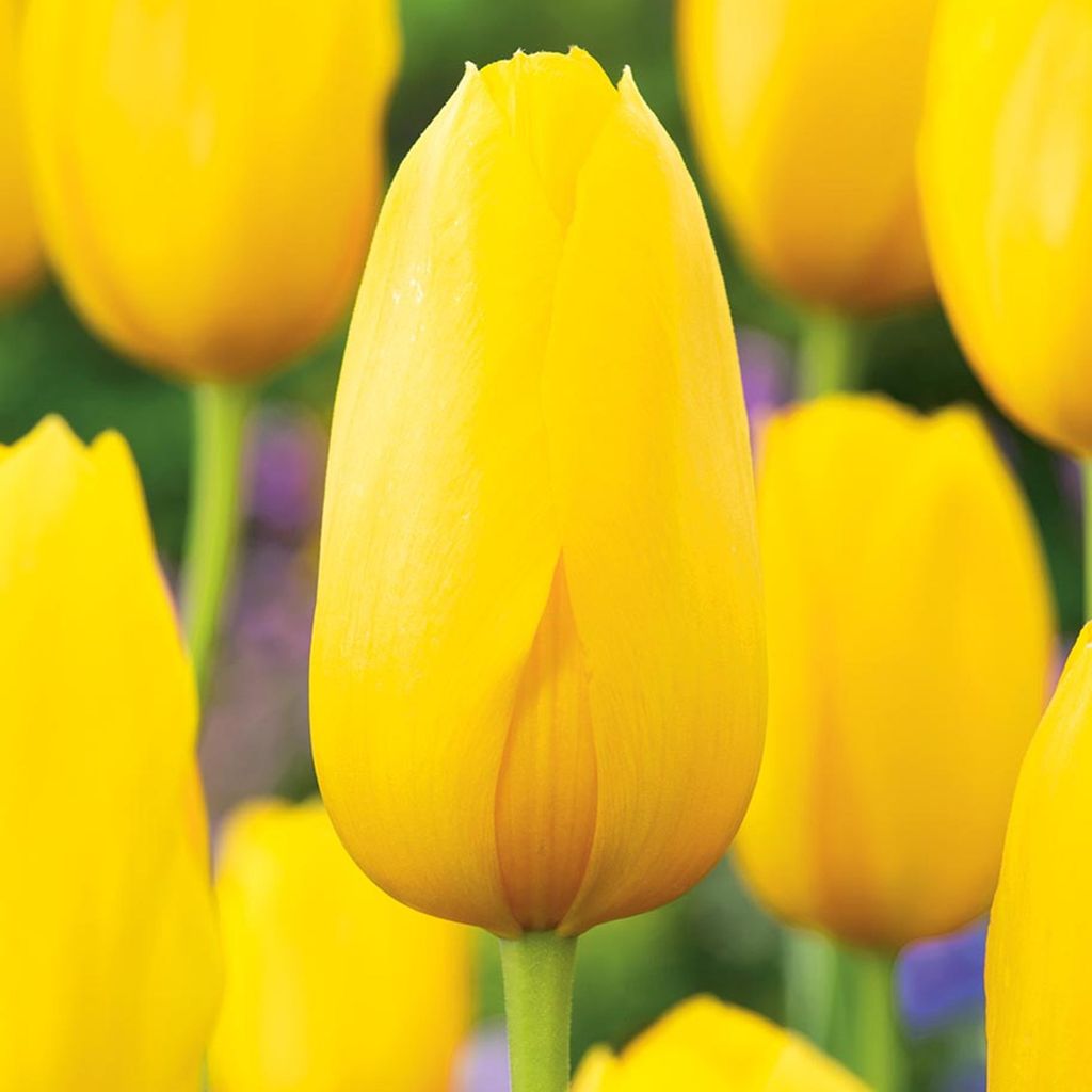 Tulipani Bulbi Fiori Tulipano gigante Muscadet 5 pz. Immagine del prodotto 