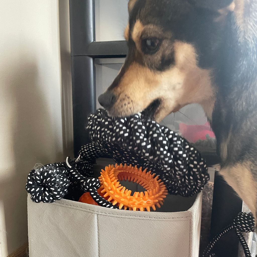 Toy Spca Available Pets Animal Rescue Kent County Spca Animal