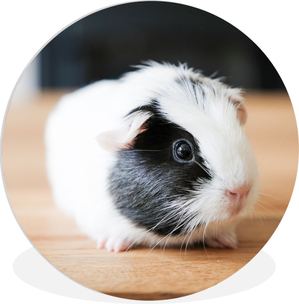 MuchoWow Rundes Wandbild - Runde Bilder Nahaufnahme eines gefleckten Meerschweinchenbabys Ø 90 cm Kreis Wanddekoration Kunststoff - Wandkreis - ...
