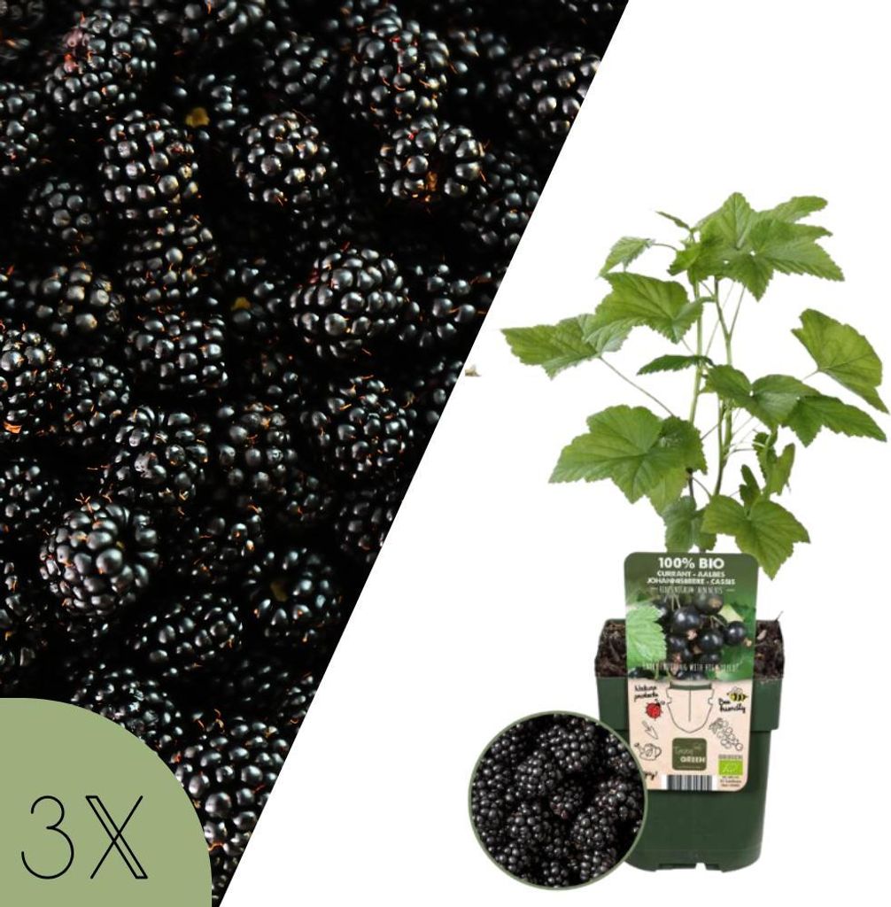Brombeerpflanzen, Set mit 3 Pflanzen, Rubus fruticosus, biologische Gartenpflanzen für den Fruchtanbau