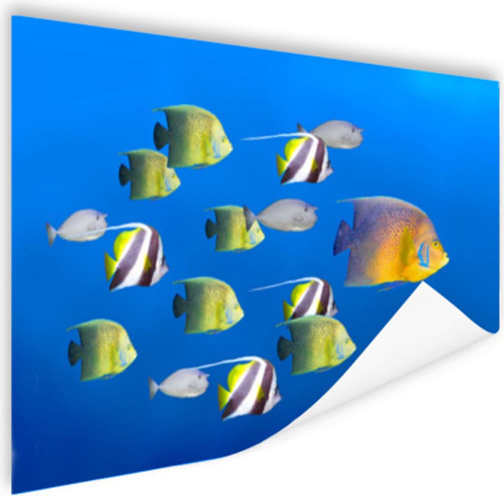 MuchoWow Poster Fische - Tropisch - Gruppe 120x80 cm - Bilder