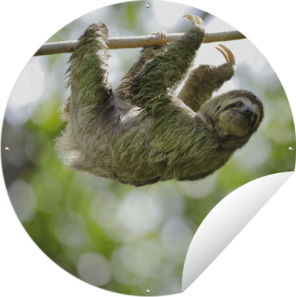 MuchoWow Gartenposter Outdoor-Poster Rund Ein Faultier hängt in den Bäumen Ø 120 cm Gartendeko Rundes Poster draußen