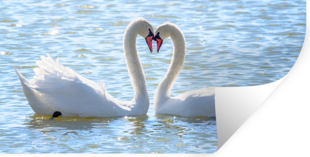 MuchoWow Wandtattoo Wandsticker Wandaufkleber Vögel - Schwan - Wasser - Liebe - Sonne 160x80 cm Selbstklebend und Repositionierbar - Sticker - D...