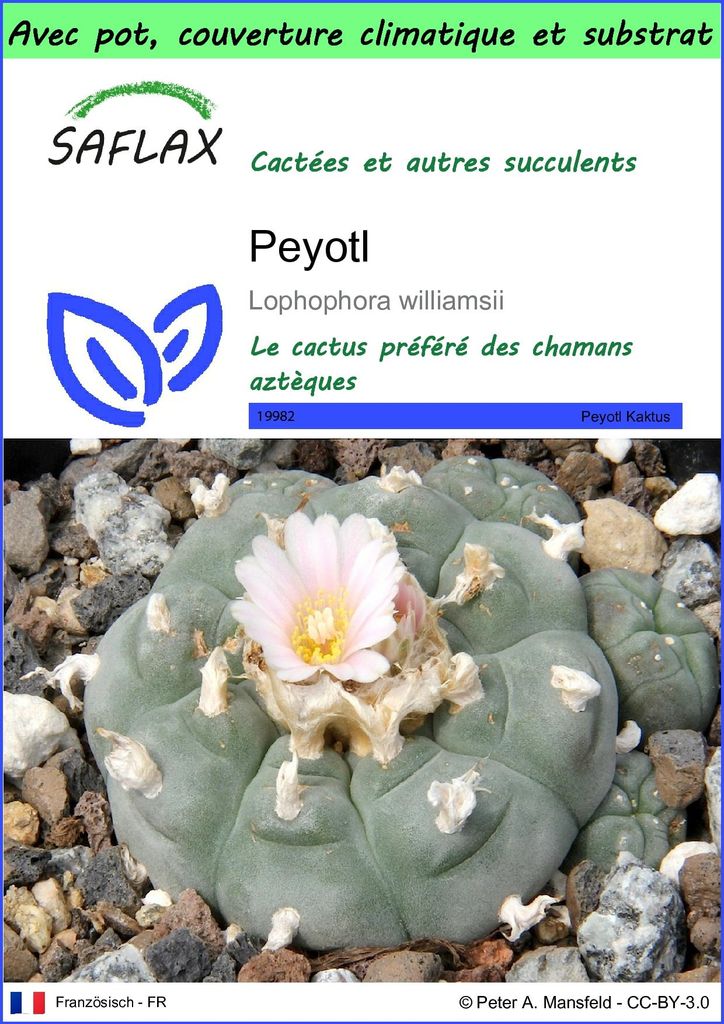 SAFLAX Garden to go - Peyotl - 20 graines - Lophophora Image du produit 