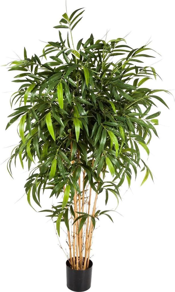 aplanta Künstlicher Bambus - Maxim | 180 cm, Echtholzstamm, für drinnen, Kunstbaum, wie echt, Allergiker geeignet, pflanzliche Dekoration Praxis,...
