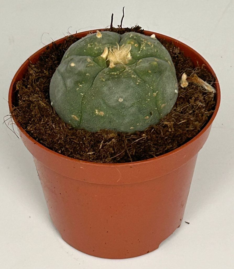 Lophophora williamsii - Peyote - Peyotl kaktus - kvitnúci, Obrázok produktu