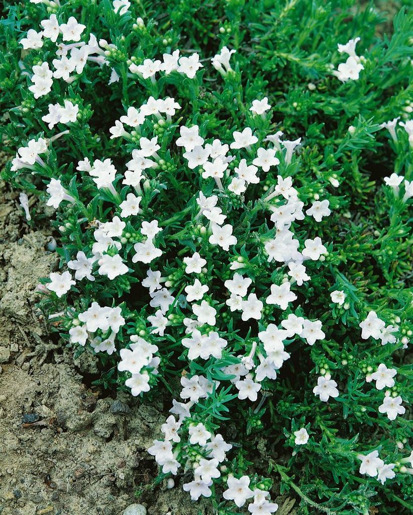 Lithodora diffusa 'Alba', weiß, ca. 9x9 cm Topf