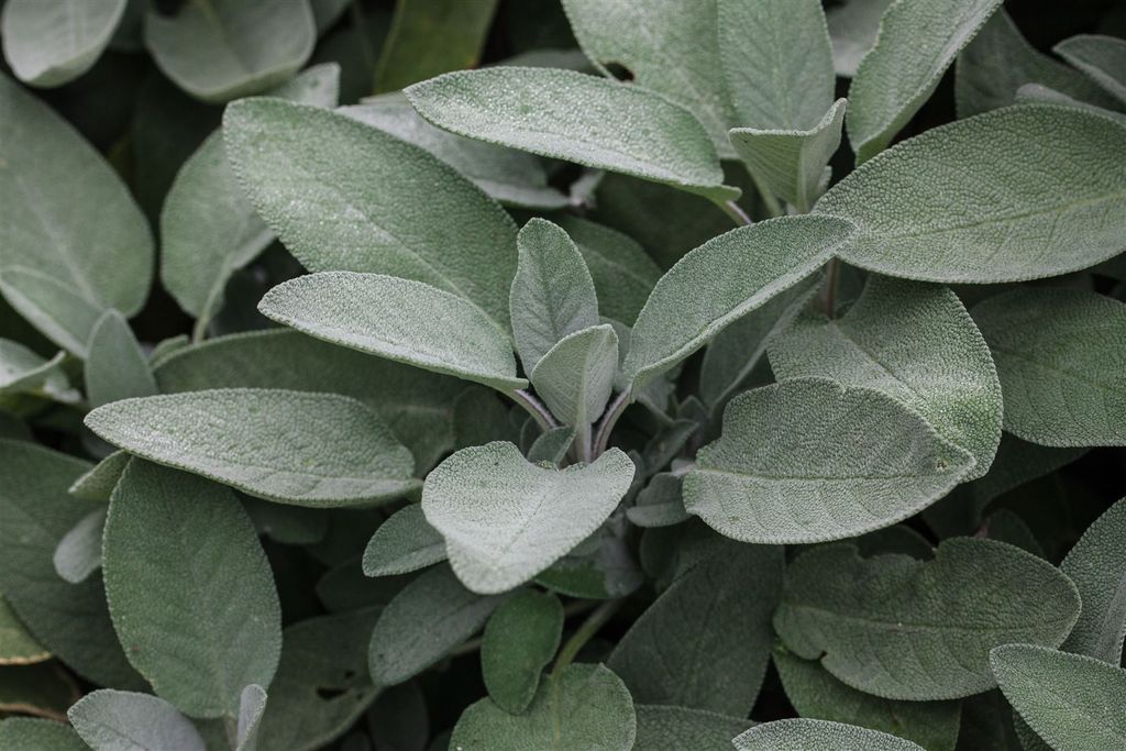 Salvia officinalis 'Würzburg', Echter Salbei, aromatisch, Produktbild 