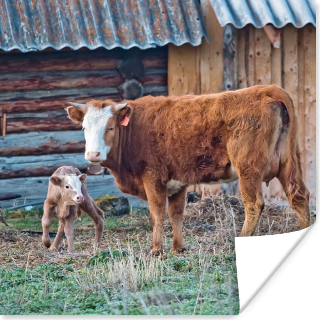 MuchoWow Poster Kuh - Stall - Gras - Kalb 30x30 cm - Wandposter - Printing