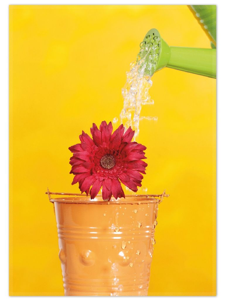 Wallario Premium Teppich, Größe 50 x 70 cm, Rote Blüte im Blumentopf - frisch begossen