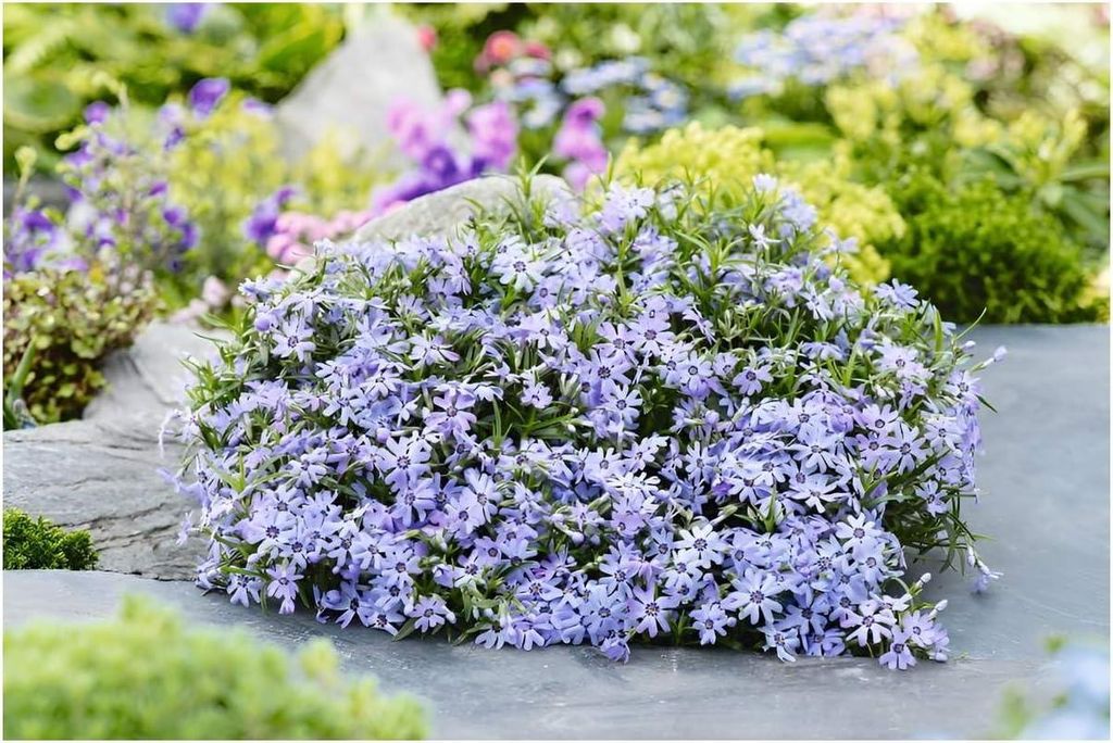 Stauden Gänge 10 x Phlox subulata 'Fabulous Blue Dark Center' - Polster-Phlox - Blauer Teppich mit faszinierendem Kontrast - Trittfest - Bodendecker