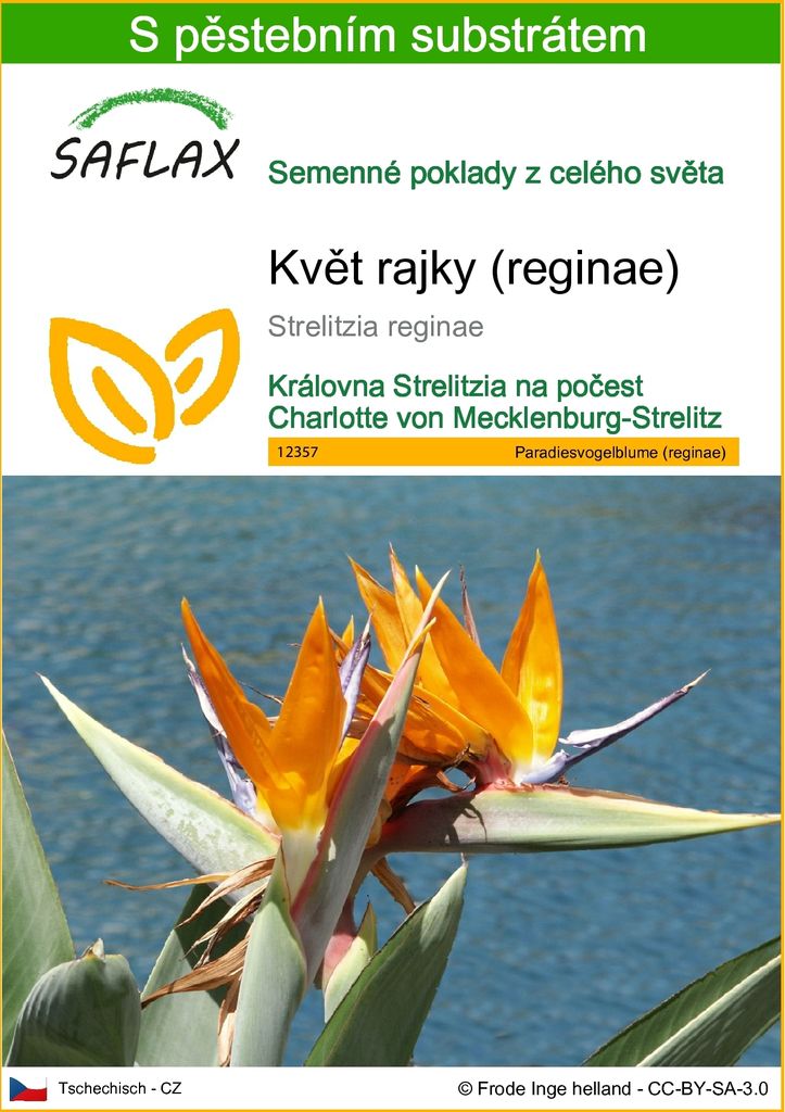 SAFLAX - květ rajky (reginae) - Strelitzia reginae - 5 Obrázek produktu 