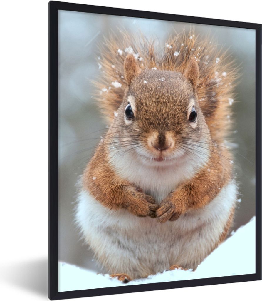 MuchoWow® MuchoWow® Gerahmtes Poster Eichhörnchen - Produktbild 