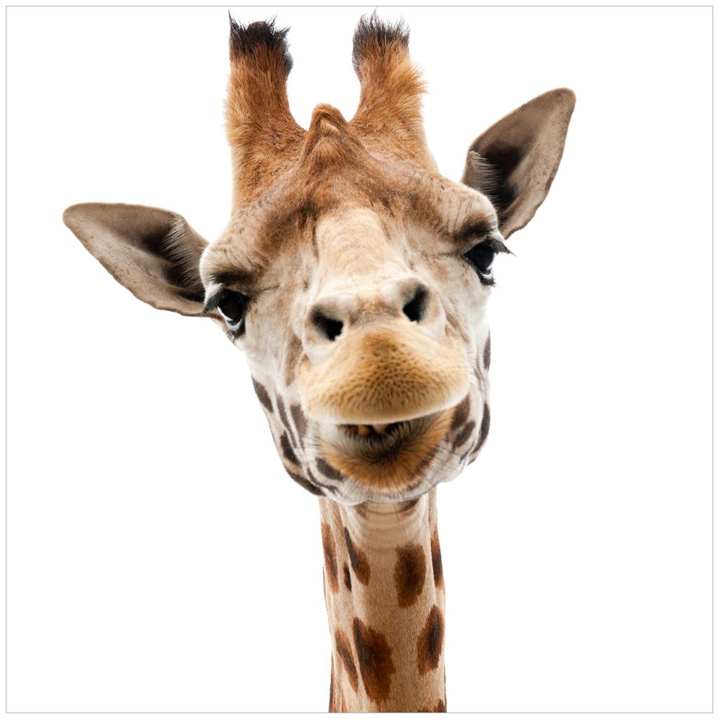 Wallario Möbeldesign / Aufkleber, geeignet für Ikea Lack Tisch - Giraffenkopf in 55 x 55 cm