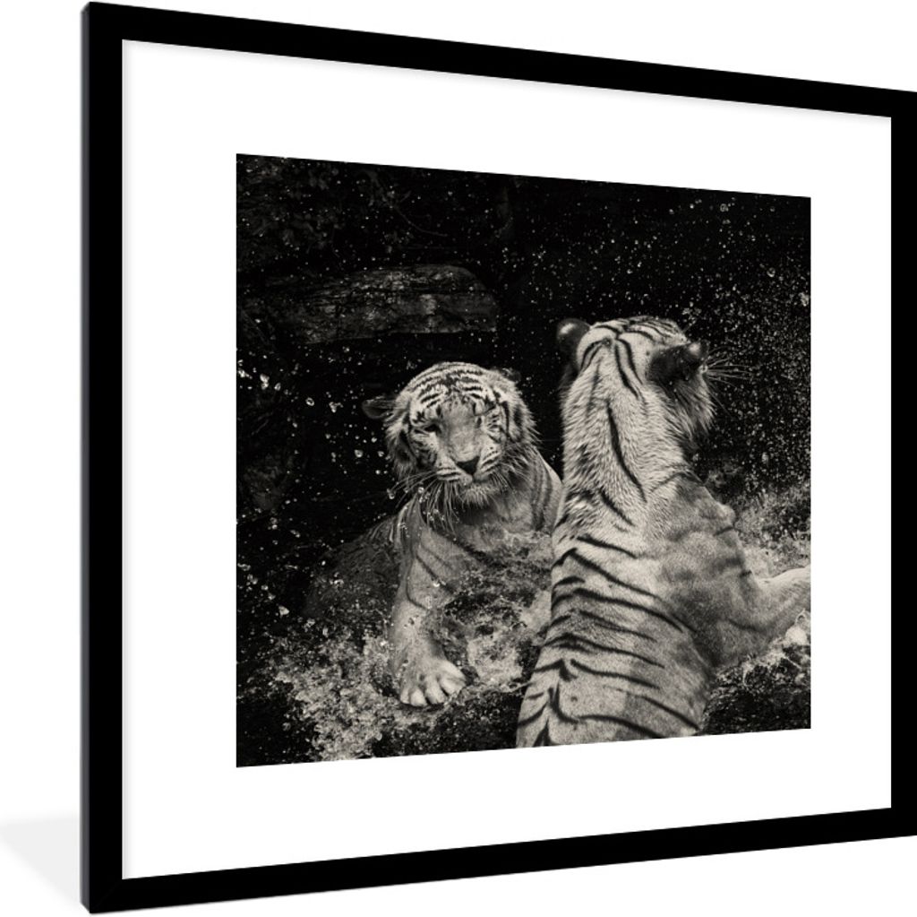 MuchoWow Gerahmtes Poster Tiger - Wasser - Wild 40x40 cm - Poster mit Schwarzem Bilderrahmen Wandposter Rahmen Foto Bilder - Poster - Plakat im R...