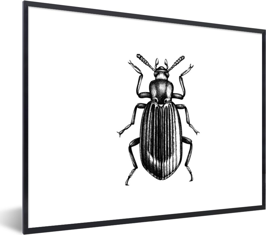 MuchoWow Gerahmtes Poster Käfer - Tiere - Vintage 80x60 cm - Poster mit Schwarzem Bilderrahmen Wandposter Rahmen Foto Bilder - Schwarzem - Mit G...