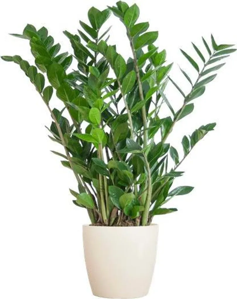 Zamioculcas Zamiifolia Ø21cm - Plante Verte Intérieure Robuste de 80cm