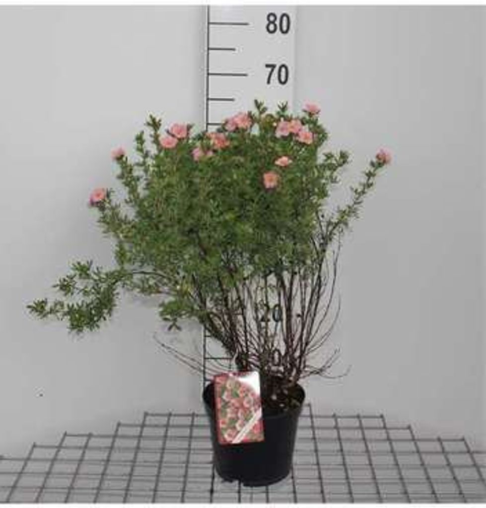 Potentilla frut. 'Lovely Pink' ('pink beauty' ) - Fingerstrauch 25- 30 cm - Container