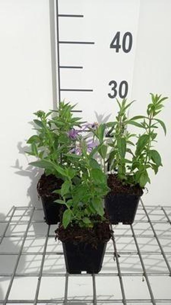 6 x Pycnanthemum pilosum - Pycnanthemum - Topf 9 x 9 cm