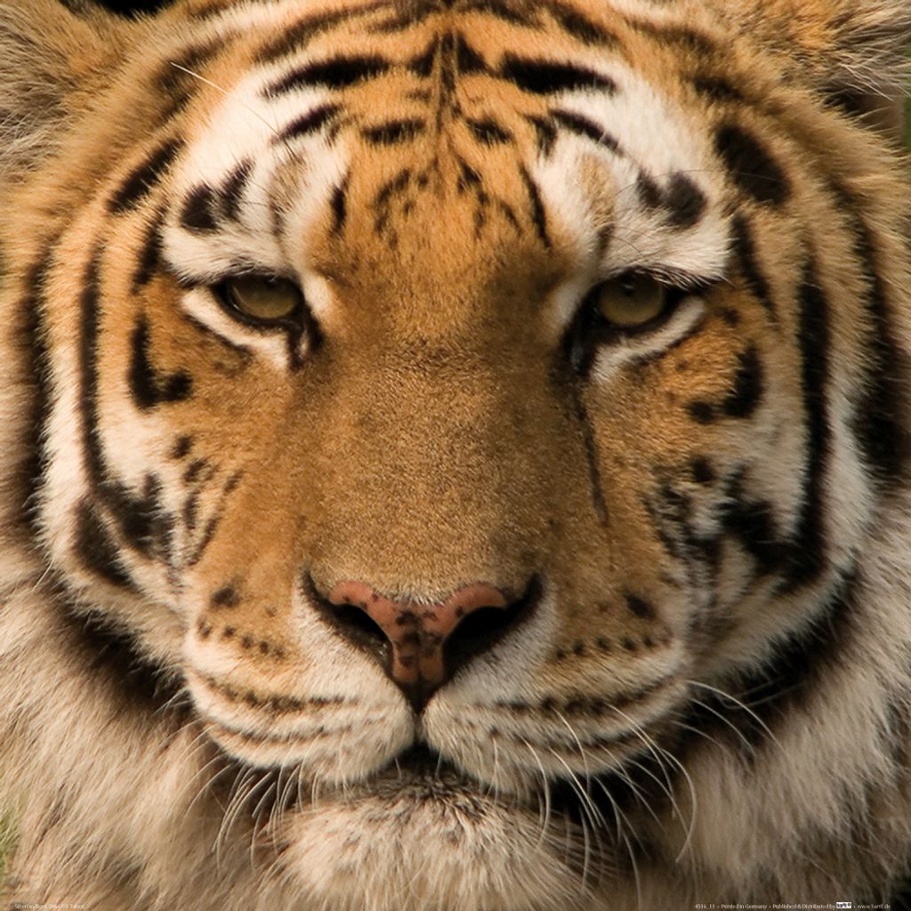Raubkatzen Kunstdruck Bild - Sibirischer Tiger (40 x 40 cm)